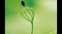 一个小草的力量怎么会这么大?相同的五种说法