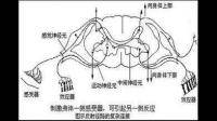 上运动神经元与下运动神经元区别是什么？