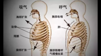 顺、逆、拳式，哪种呼吸方法最省劲力？