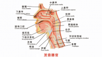 如何锻炼说话口齿不清的情况呢？