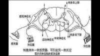 运动神经元的区别