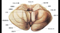 小脑属于前庭系统，对于维持人体的平衡以及保持动作的协调具有重要的作用?