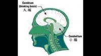 锻炼小脑的方法都有哪些