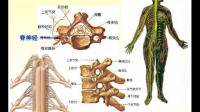 脊髓运动节段支配?