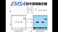 EMSA为什么不稳定，有的时候结合的比较好，有的时候结合的不好？