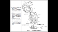 上运动神经元是脑部额叶中央前回运动区发出的纤维束，由轴突组成的皮质脊髓束、皮质脑干束等？